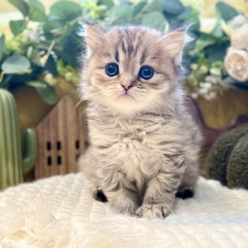 ペルシャ(チンチラ)【岐阜県・女の子・2025年9月20日・ゴールデン】の写真「顔立ち非常に整っている美人さん💕」