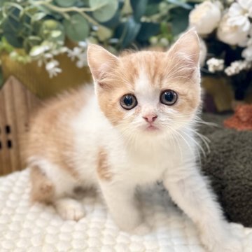 ミヌエット(長足)【岐阜県・男の子・2025年9月3日・レッドタビーホワイト】の写真「キラキラお目目✨」