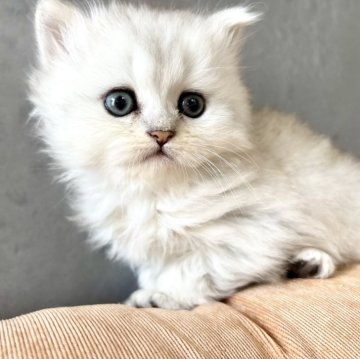 ペルシャ(チンチラ)【岐阜県・女の子・2025年3月23日・シルバー】の写真「とっても美人さんです🥰」