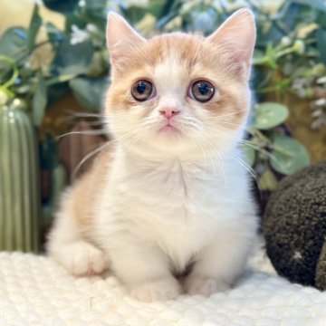 ミヌエット(短足)【岐阜県・女の子・2025年9月3日・レッドタビーホワイト】の写真「短足女の子✨」