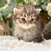 ペルシャ(チンチラ)