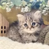 ペルシャ(チンチラ)