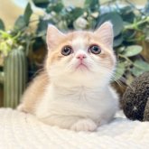 ミヌエット(短足)