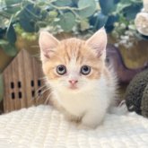 ミヌエット(短足)