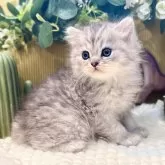 ペルシャ(チンチラ)