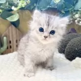 ペルシャ(チンチラ)