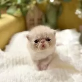 エキゾチックショートヘア