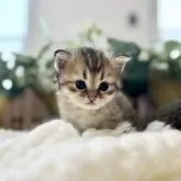 ペルシャ(チンチラ)