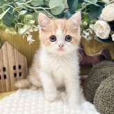 ミヌエット(長足)