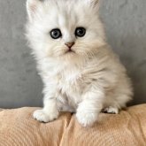 ペルシャ(チンチラ)