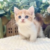 ミヌエット(短足)