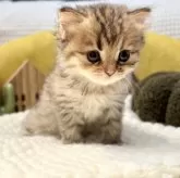 ペルシャ(チンチラ)【岐阜県・女の子・2025年9月20日・ゴールデン】の写真10