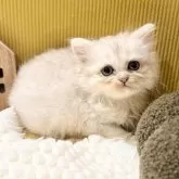 ペルシャ(チンチラ)【岐阜県・女の子・2025年7月31日・シルバー】の写真6