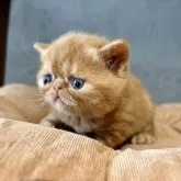 エキゾチックショートヘア【岐阜県・男の子・2025年3月13日・レッドタビー】の写真6