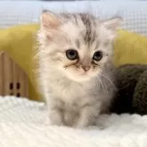 ペルシャ(チンチラ)【岐阜県・男の子・2025年9月20日・シルバー】の写真4