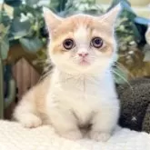 ミヌエット(短足)【岐阜県・女の子・2025年9月3日・レッドタビーホワイト】の写真9