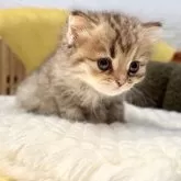 ペルシャ(チンチラ)【岐阜県・女の子・2025年9月20日・ゴールデン】の写真13