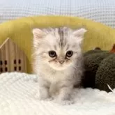 ペルシャ(チンチラ)【岐阜県・男の子・2025年9月20日・シルバー】の写真7