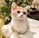 ミヌエット(短足)【岐阜県・男の子・2025年9月3日・レッドタビーホワイト】の写真12