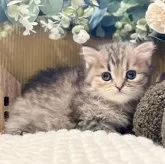 ペルシャ(チンチラ)【岐阜県・女の子・2025年9月20日・ゴールデン】の写真5