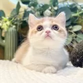 ミヌエット(短足)【岐阜県・女の子・2025年9月3日・レッドタビーホワイト】の写真2