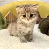 ペルシャ(チンチラ)【岐阜県・女の子・2025年9月20日・ゴールデン】の写真12