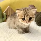 ペルシャ(チンチラ)【岐阜県・女の子・2025年9月20日・ゴールデン】の写真15