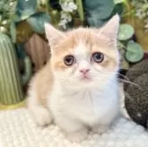 ミヌエット(短足)【岐阜県・女の子・2025年9月3日・レッドタビーホワイト】の写真10