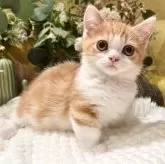 ミヌエット(短足)【岐阜県・男の子・2025年9月3日・レッドタビーホワイト】の写真3