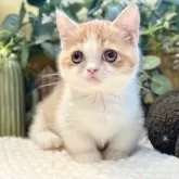 ミヌエット(短足)【岐阜県・女の子・2025年9月3日・レッドタビーホワイト】の写真5