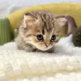 ペルシャ(チンチラ)【岐阜県・女の子・2025年9月20日・ゴールデン】の写真14