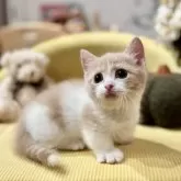 マンチカン(短足)【岐阜県・女の子・2025年4月19日・クリームタビー&ホワイト】の写真9