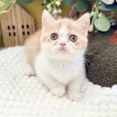 ミヌエット(短足)【岐阜県・女の子・2025年9月3日・レッドタビーホワイト】の写真12