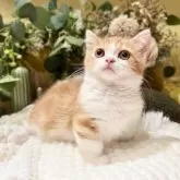 ミヌエット(短足)【岐阜県・男の子・2025年9月3日・レッドタビーホワイト】の写真11