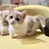 マンチカン(短足)【岐阜県・女の子・2025年4月19日・クリームタビー&ホワイト】の写真13