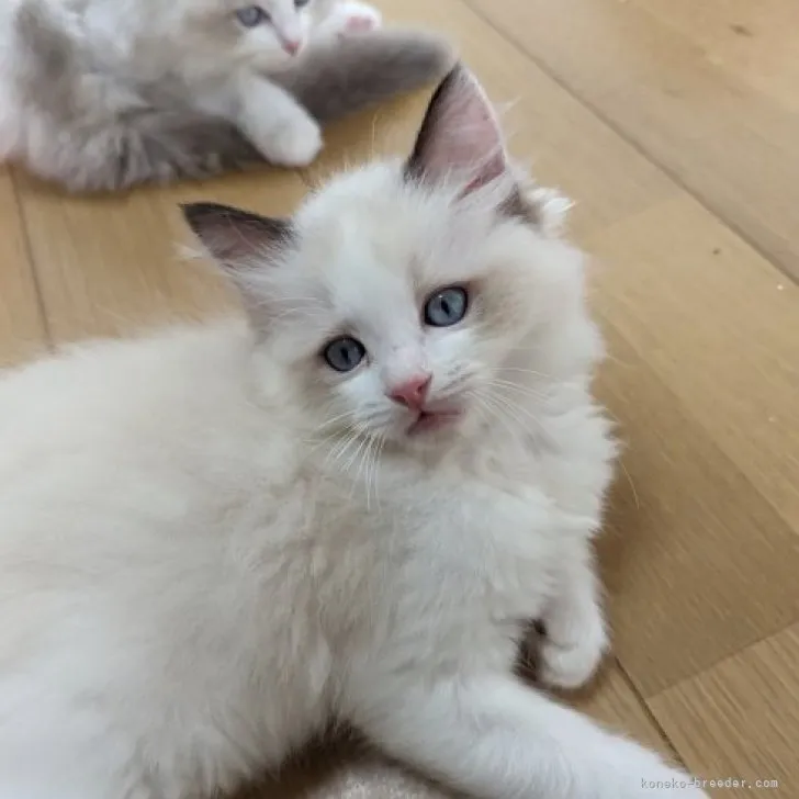 ID:2307-02024の子猫