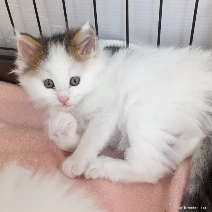ID：2404-03601の子猫