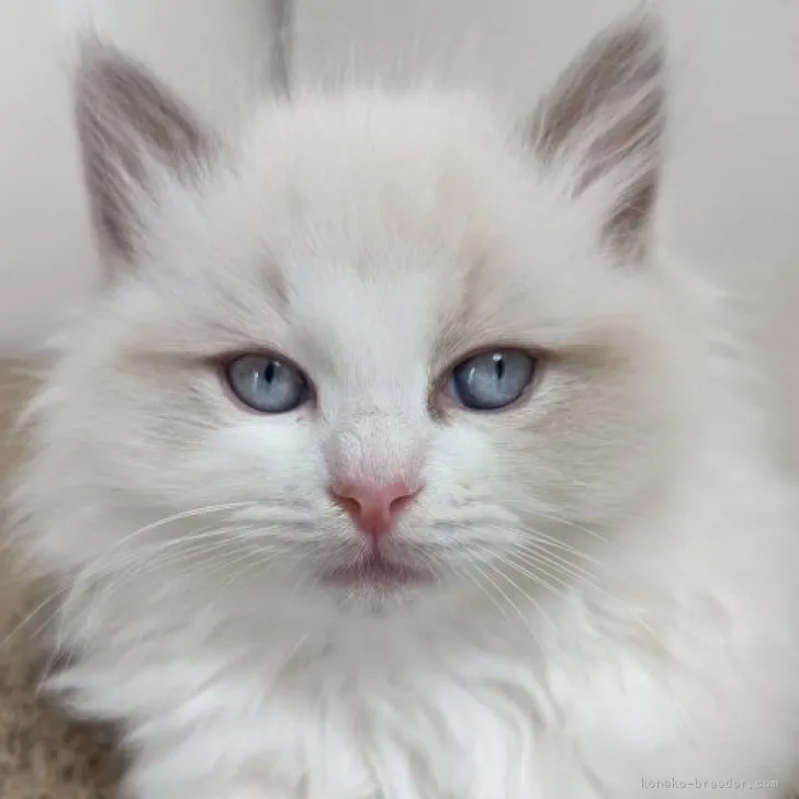 けい 様のお迎えした子猫