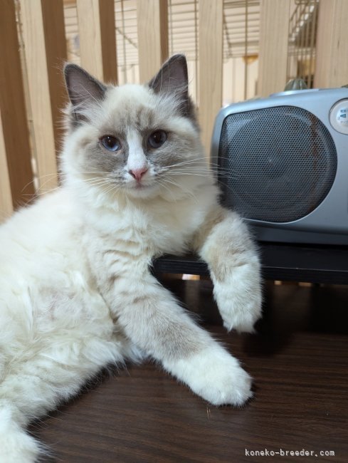 ラグドール【・女の子・2024年5月25日・ブルーポイントバイカラー】