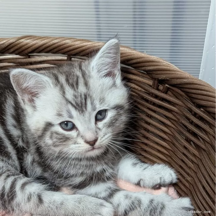 ID:2411-02084の子猫