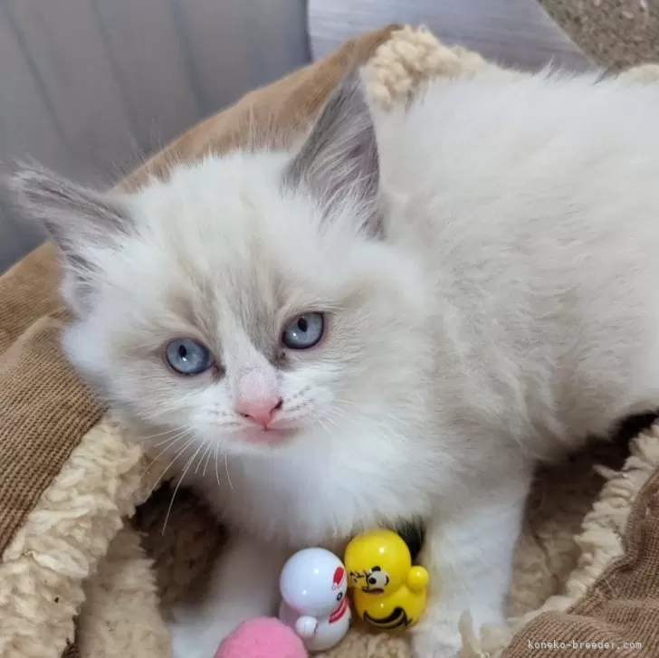 ID:2403-00217の子猫