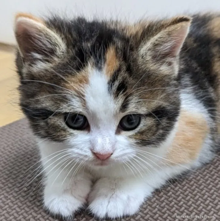 ID：2303-02637の子猫