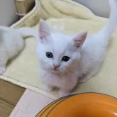 マンチカン(短足)【神奈川県・男の子・2023年1月14日・ホワイト】の写真1