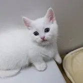 マンチカン(短足)【神奈川県・男の子・2023年1月14日・ホワイト】の写真2