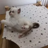 ラグドール【神奈川県・女の子・2023年6月15日・シールポイントミテッド】の写真3