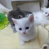 マンチカン(短足)【神奈川県・男の子・2023年1月14日・ホワイト】の写真3