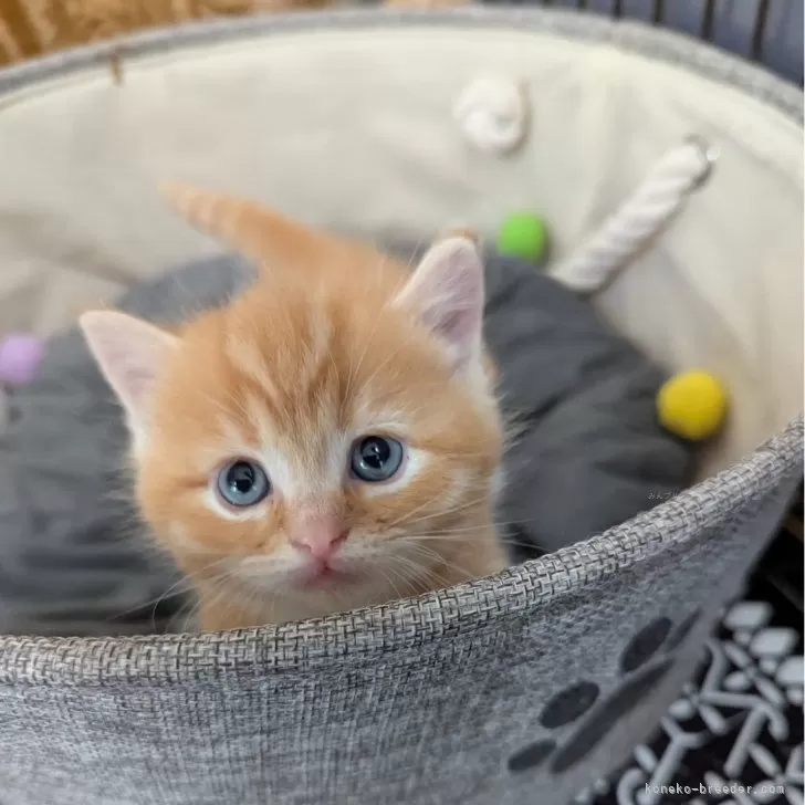ID：2504-01125の子猫