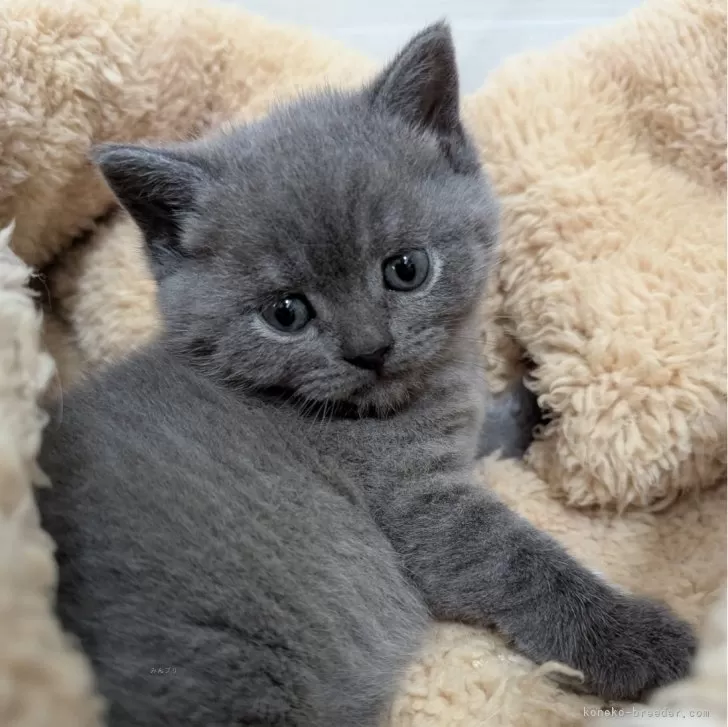 ID:2502-00853の子猫