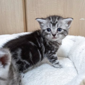 アメリカンショートヘア【神奈川県・女の子・2025年10月7日・シルバータビー】の写真「おっとり可愛い女の子
🩸両親遺伝子検査済🩸」