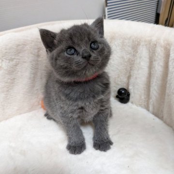 ブリティッシュショートヘア【神奈川県・女の子・2025年9月29日・ブルー】の写真「食欲旺盛な女の子」
